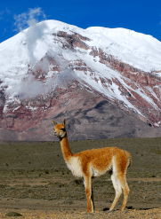 chimborazo-01