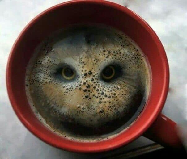 coffee-owl
