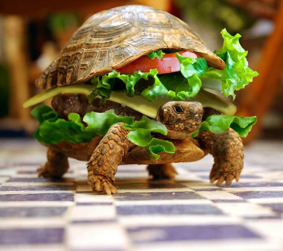 turtleburger